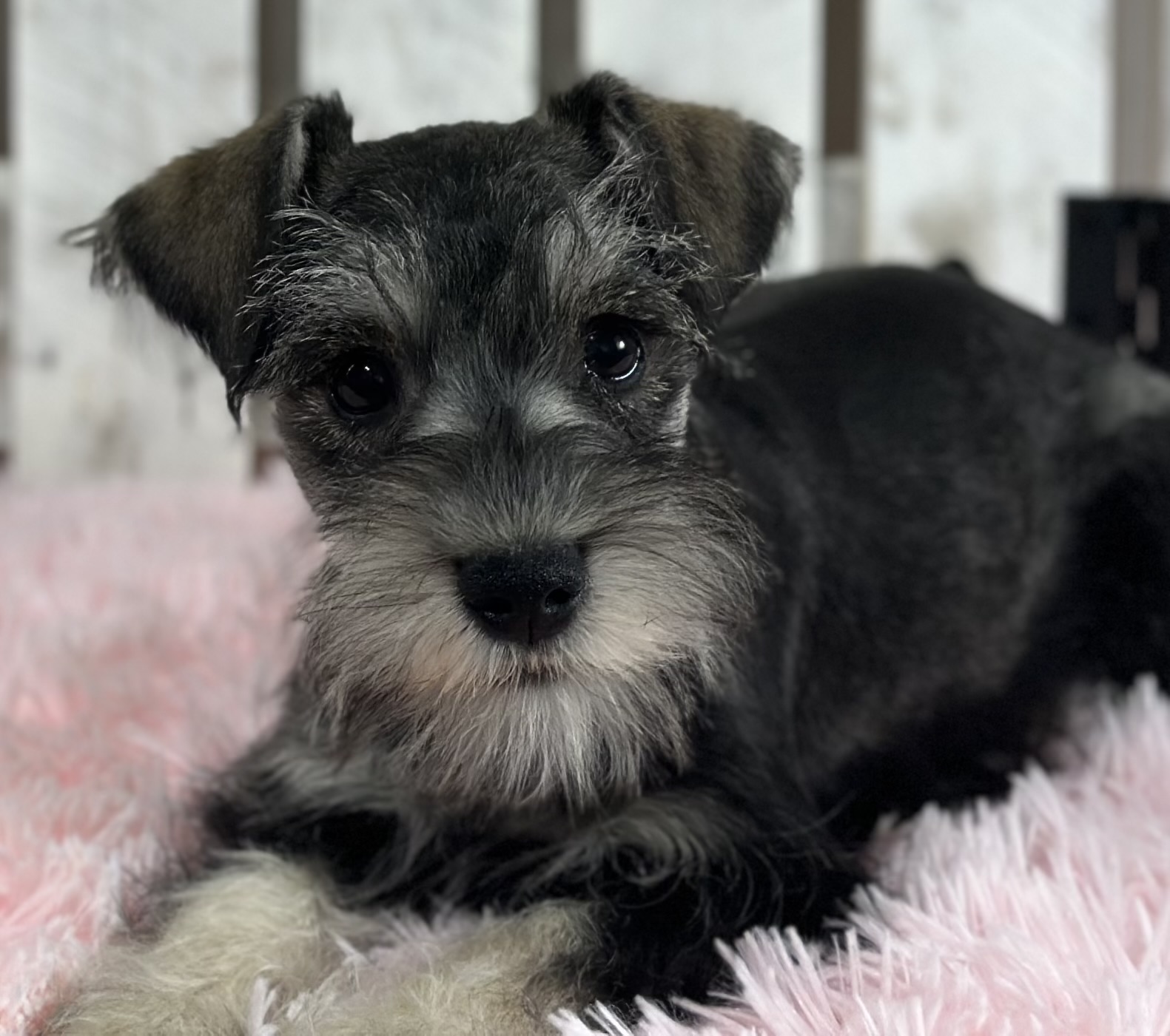Adorable Miniature Schnauzer – Layla - Image 4