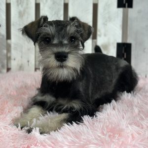 Adorable Miniature Schnauzer – Layla - Image 5