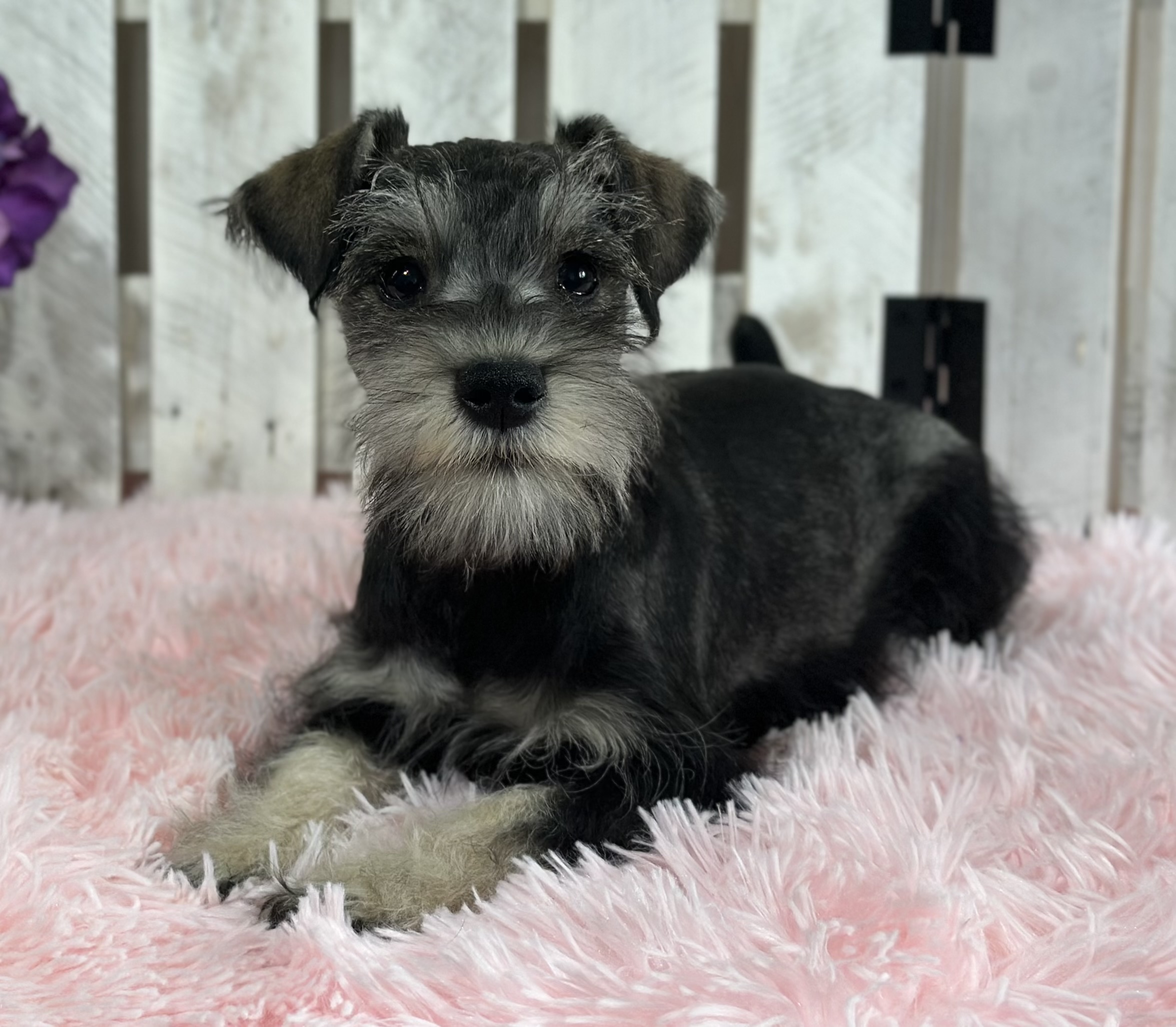 Adorable Miniature Schnauzer – Layla - Image 5