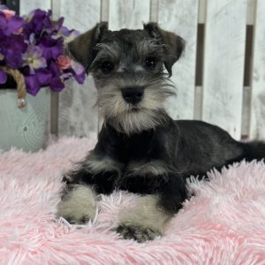 Alternative view of Adorable Miniature Schnauzer – Layla