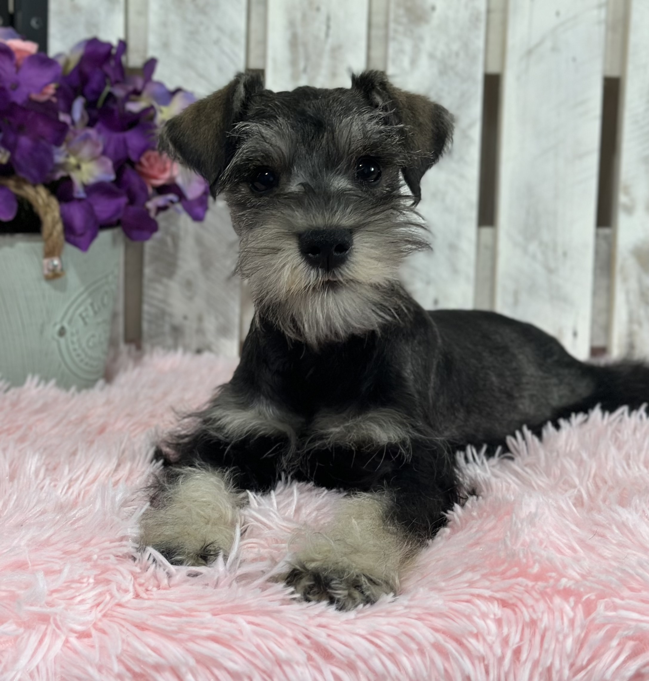 Adorable Miniature Schnauzer – Layla - Image 2