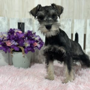 Adorable Miniature Schnauzer – Layla - Image 3