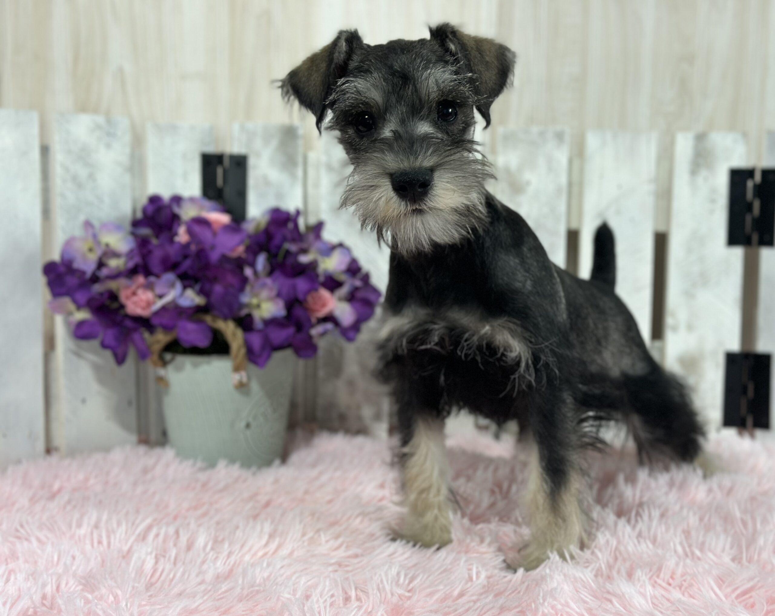 Adorable Miniature Schnauzer – Layla - Image 3
