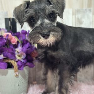 Adorable Miniature Schnauzer – Lucy