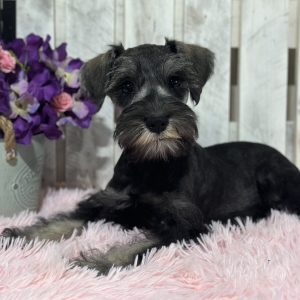 Adorable Miniature Schnauzer – Lucy - Image 4