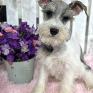 Gorgeous Parti Colored Miniature Schnauzer – Missy