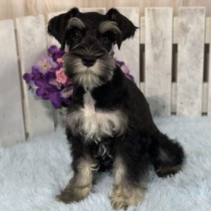Adorable Miniature Schnauzer – Mojo - Image 5