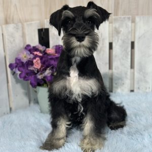 Adorable Miniature Schnauzer – Mojo - Image 4