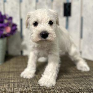 Adorable White Miniature Schnauzer – Shiloh - Image 8