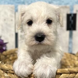 Adorable White Miniature Schnauzer – Shiloh - Image 7