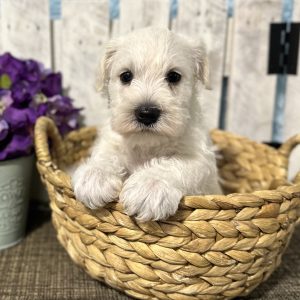 Adorable White Miniature Schnauzer – Shiloh - Image 9