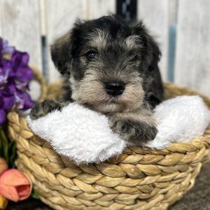 Handsome Miniature Schnauzer Puppy – Shadow - Image 14