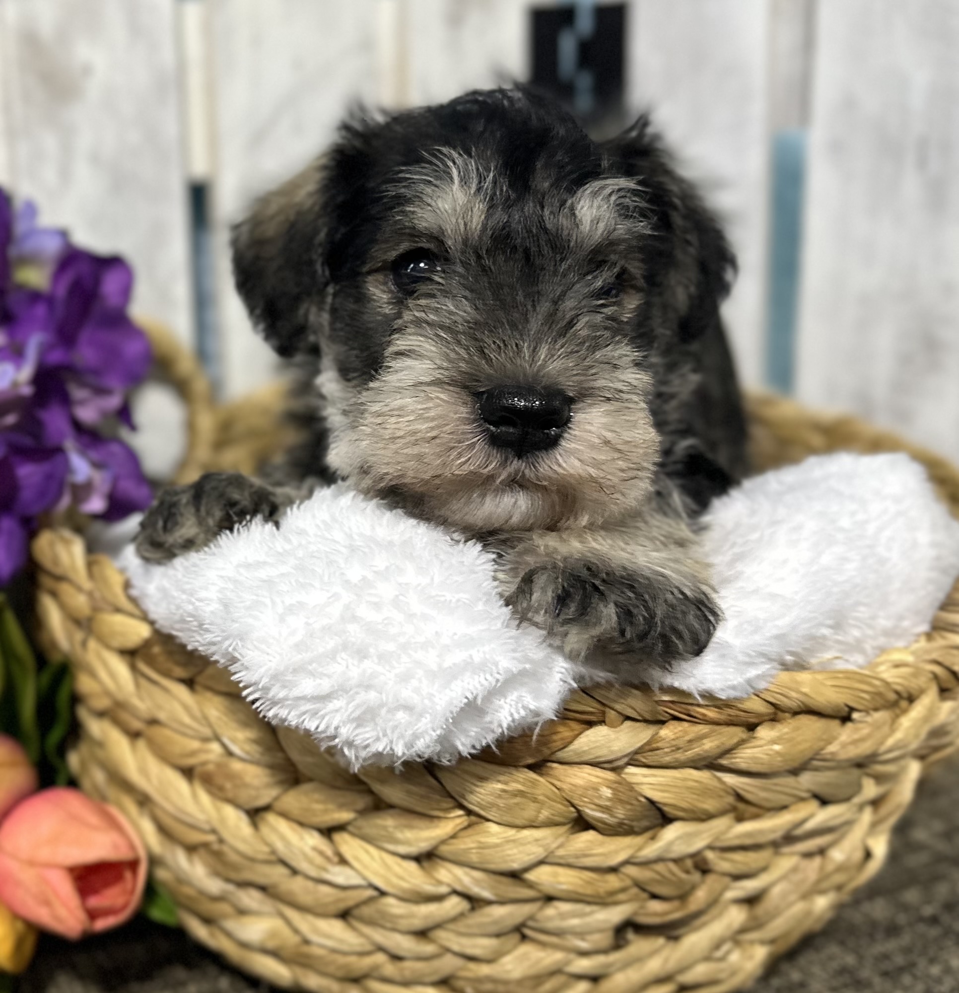 Handsome Miniature Schnauzer Puppy – Shadow - Image 14