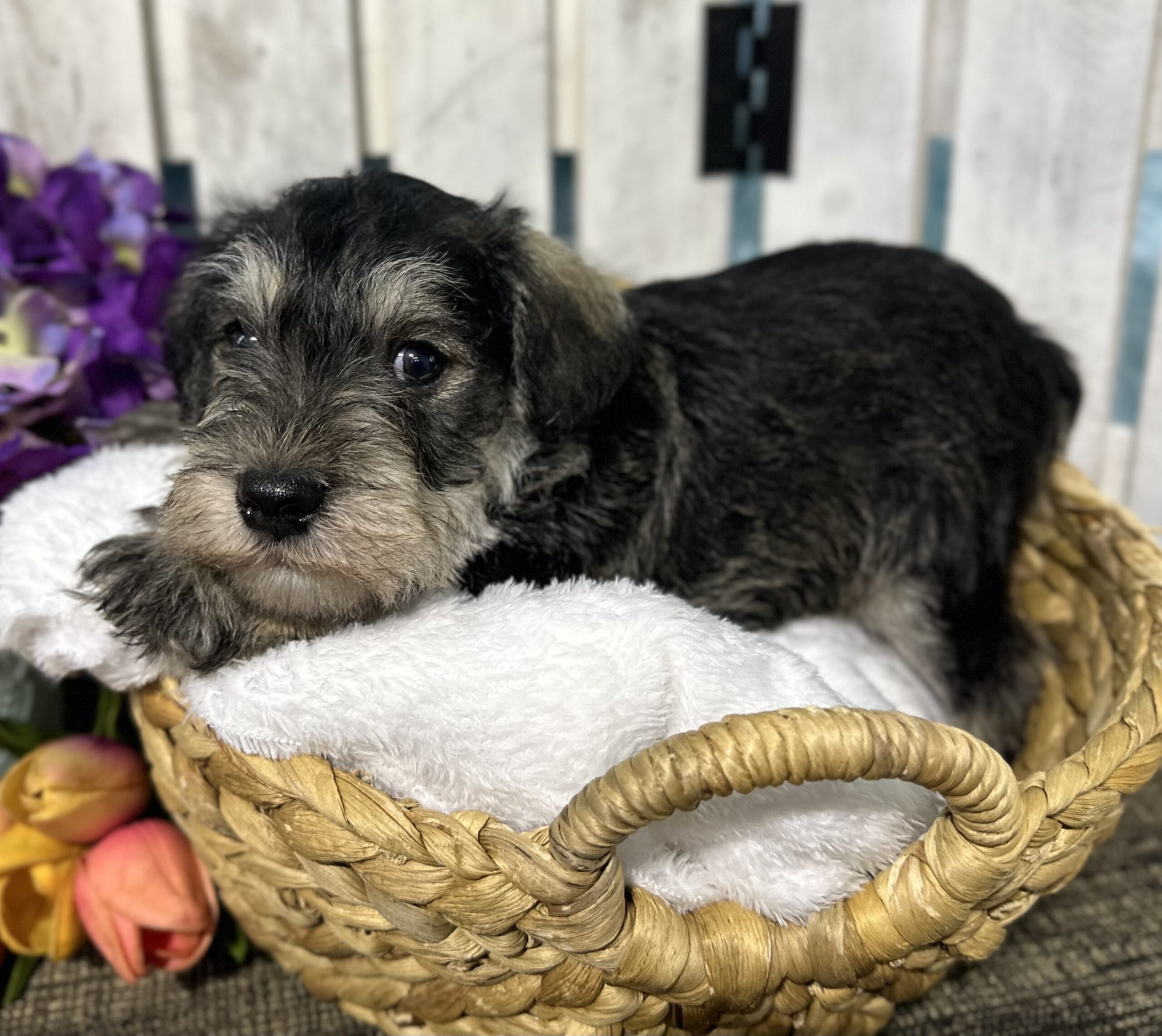 Handsome Miniature Schnauzer Puppy – Shadow - Image 13