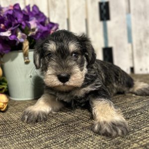 Handsome Miniature Schnauzer Puppy – Shadow - Image 12