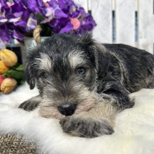 Handsome Miniature Schnauzer Puppy – Shadow - Image 10