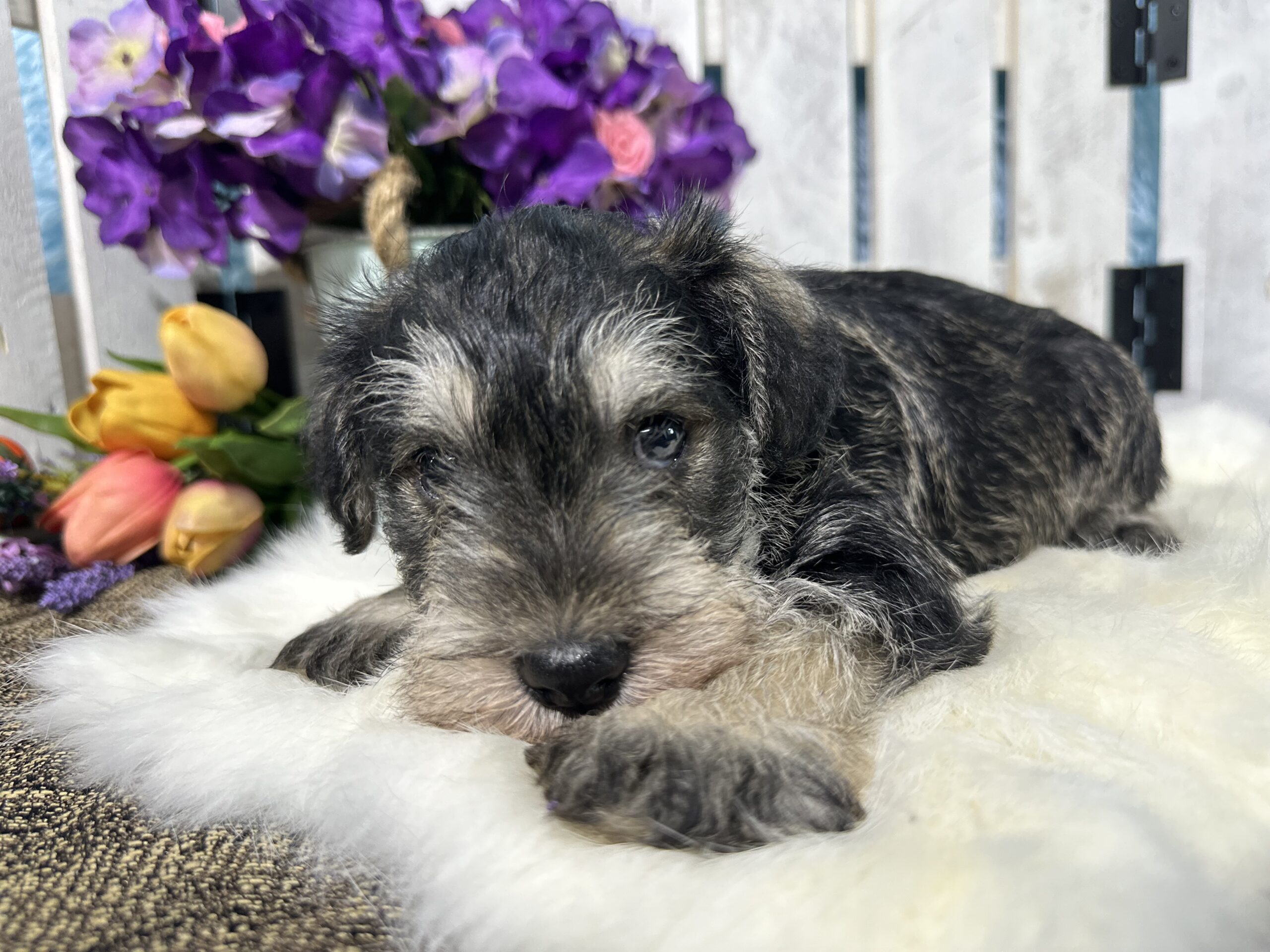 Handsome Miniature Schnauzer Puppy – Shadow - Image 10