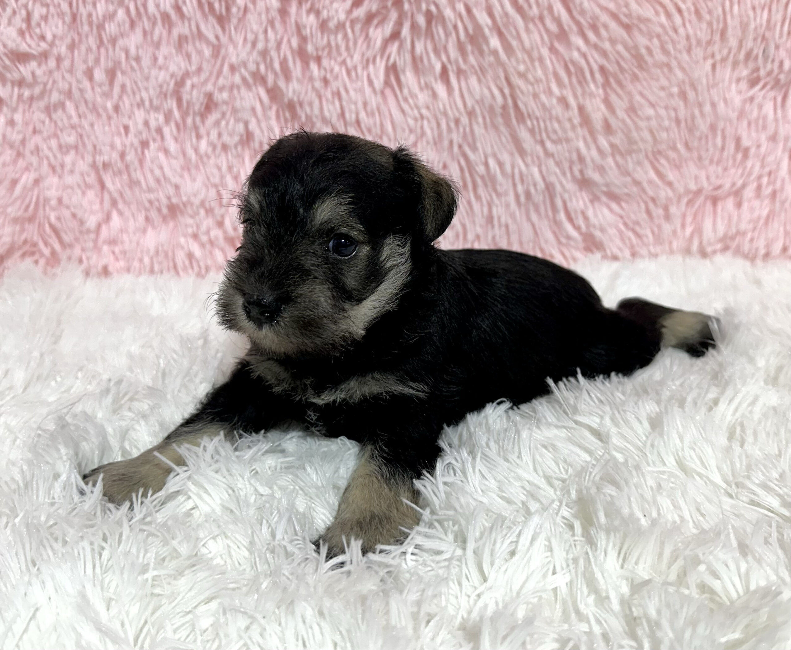 Adorable Miniature Schnauzer – Layla - Image 19