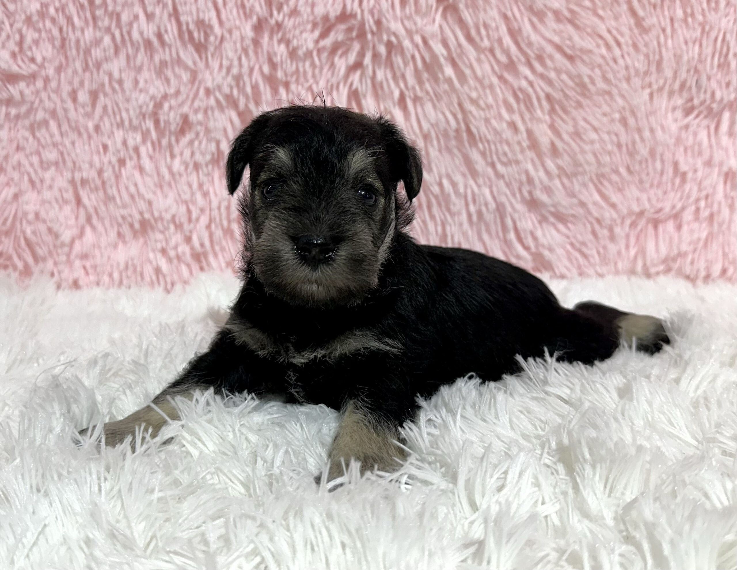 Adorable Miniature Schnauzer – Layla - Image 18