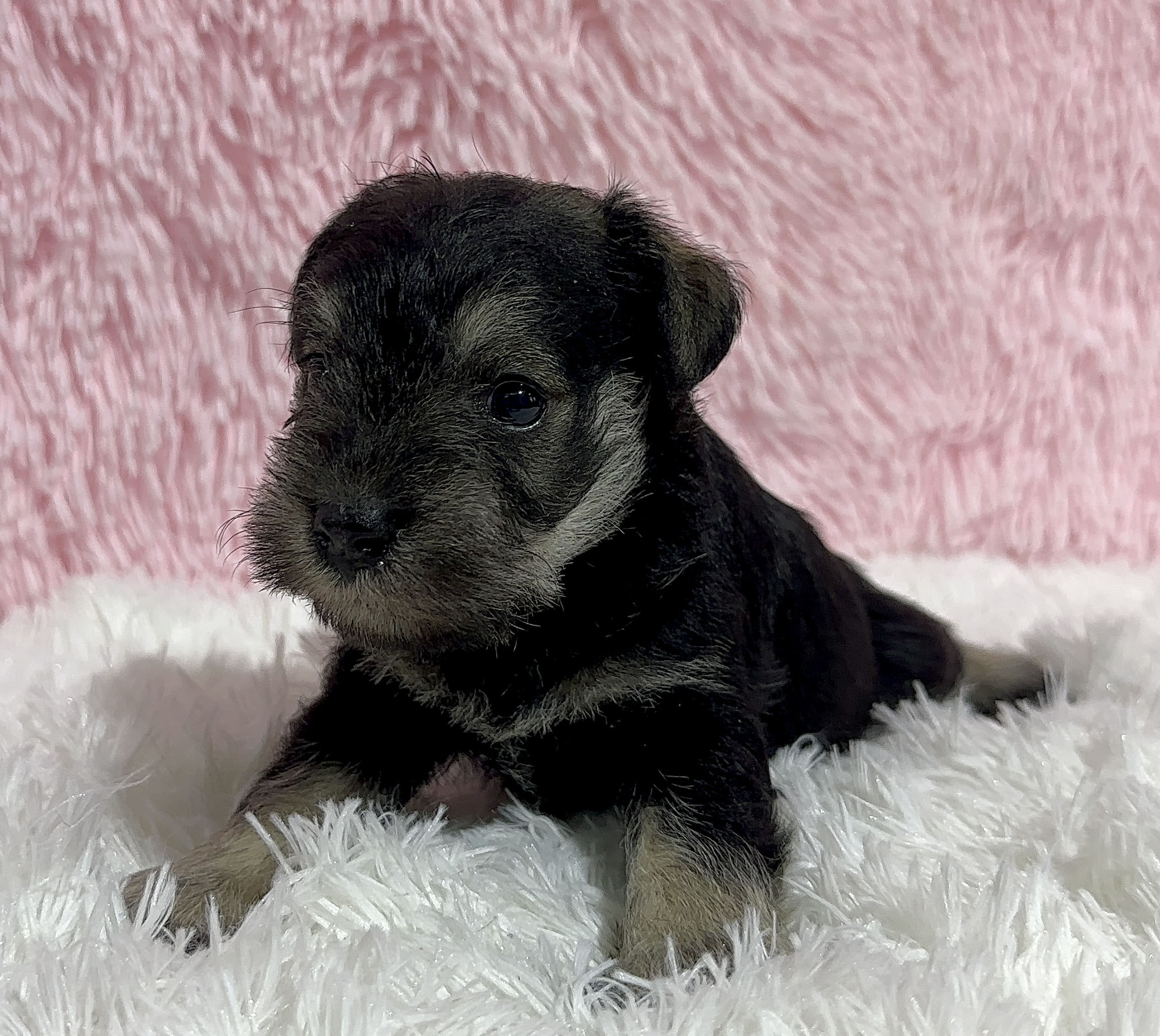Adorable Miniature Schnauzer – Layla - Image 17