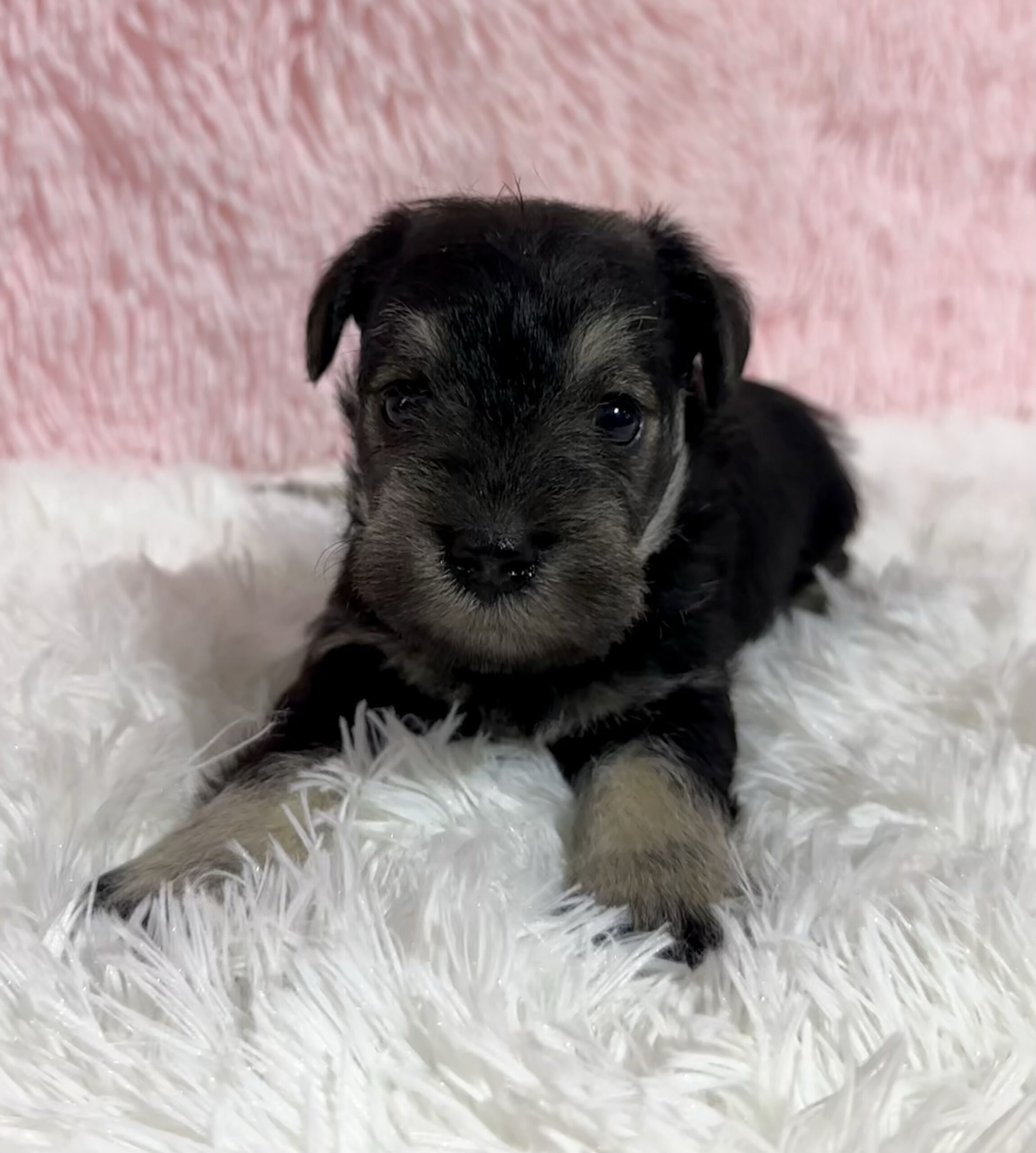 Adorable Miniature Schnauzer – Layla - Image 16
