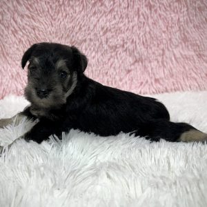 Adorable Miniature Schnauzer – Layla - Image 15