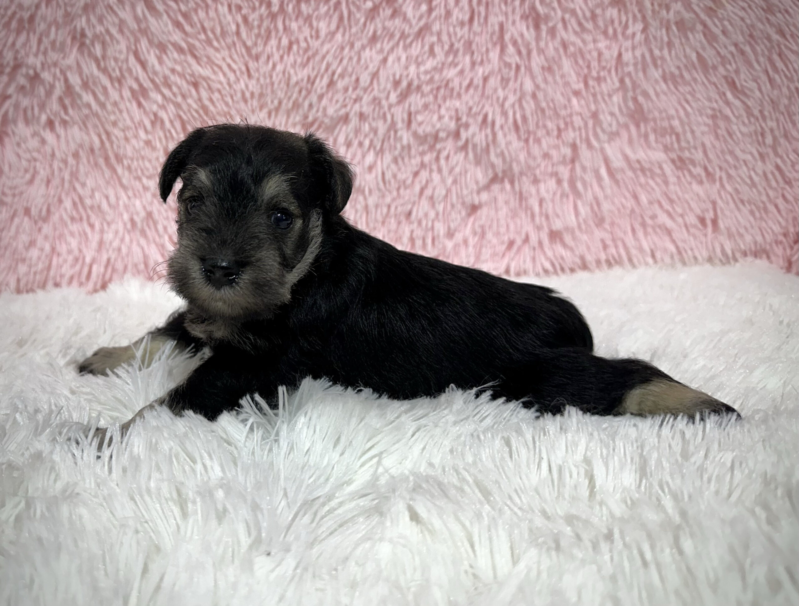 Adorable Miniature Schnauzer – Layla - Image 15