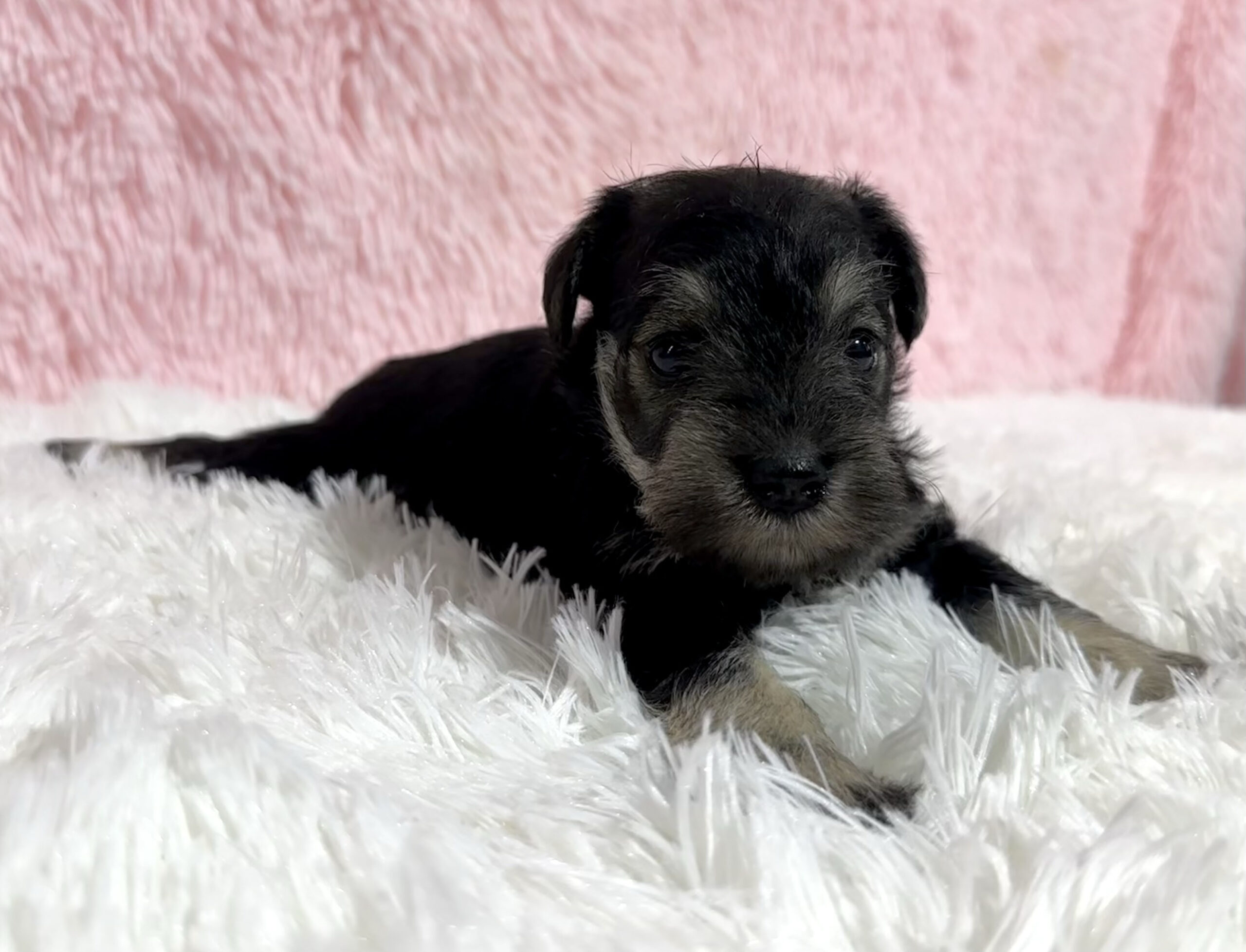 Adorable Miniature Schnauzer – Layla - Image 14