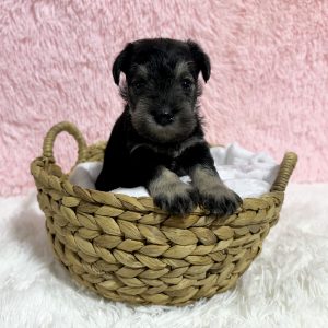 Adorable Miniature Schnauzer – Layla - Image 13