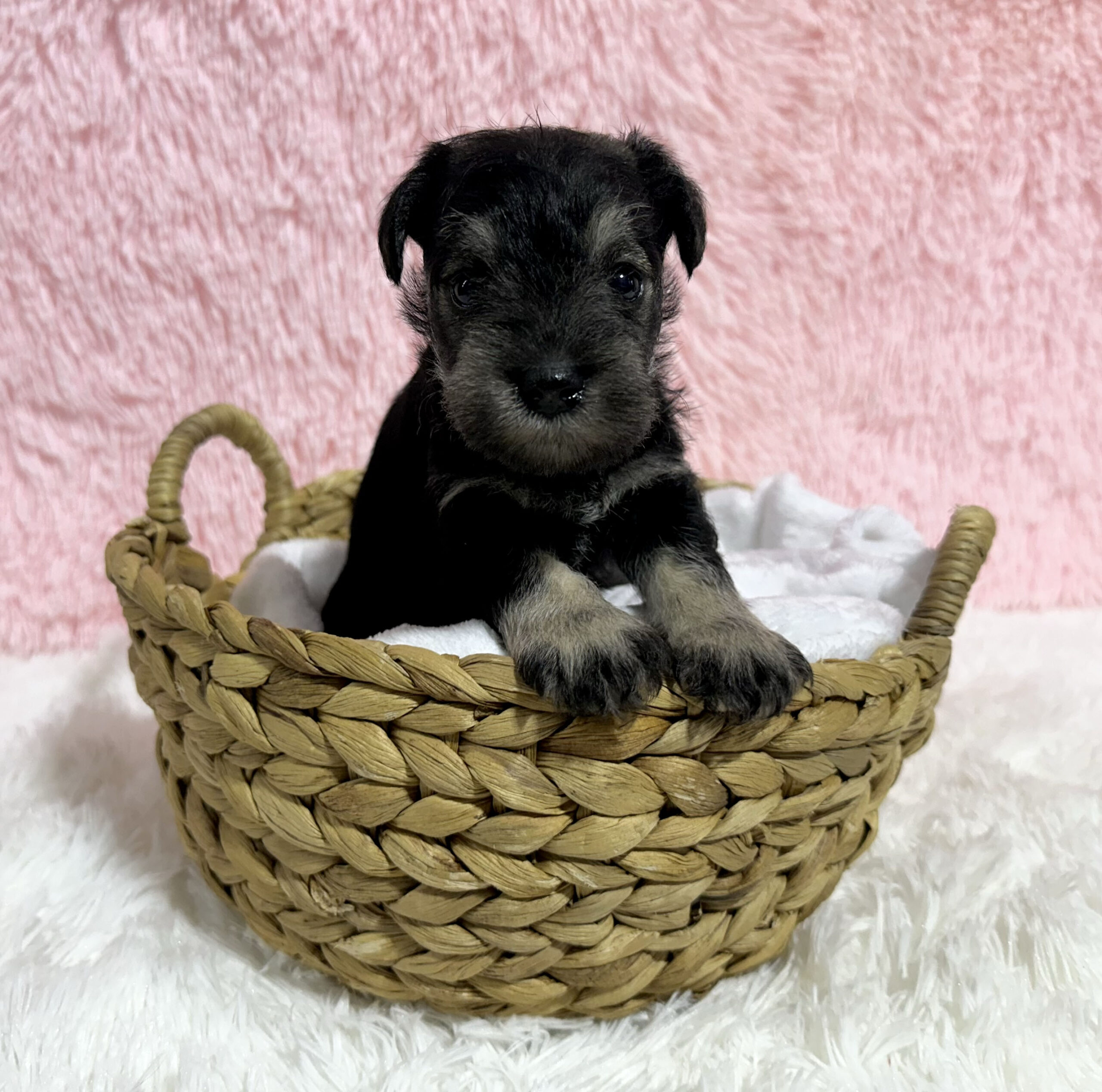 Adorable Miniature Schnauzer – Layla - Image 13