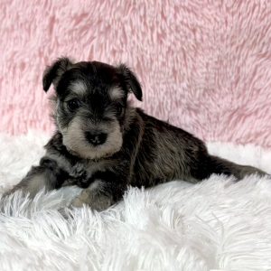 Adorable Miniature Schnauzer – Lexi - Image 12