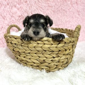 Adorable Miniature Schnauzer – Lexi - Image 13