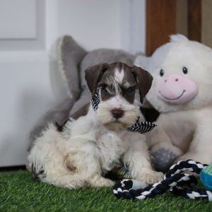 Albie - Available Now - Image 8