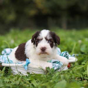 Albie - Available Now - Image 9