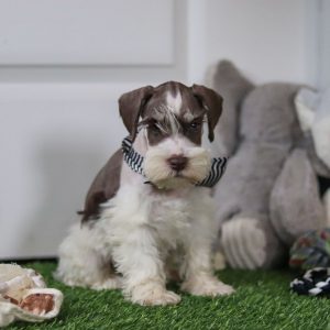 Albie - Available Now - Image 5