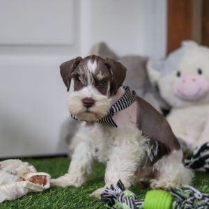 Alternative view of Albie - Available Now