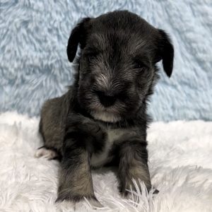 Adorable Miniature Schnauzer – MacGyver - Image 15