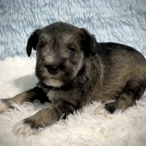 Adorable Miniature Schnauzer – MacGyver - Image 13
