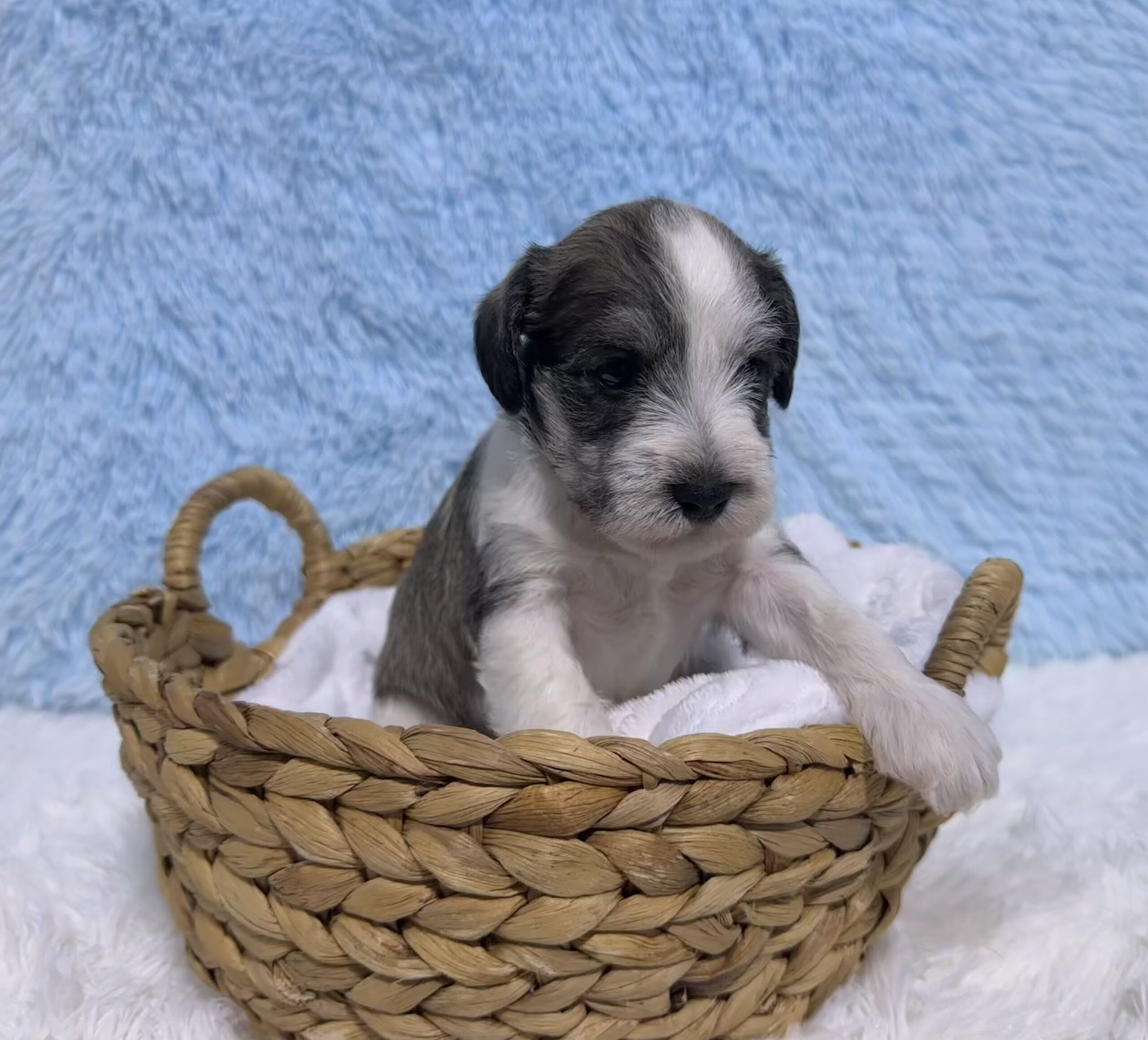 Beautiful Parti Color Miniature Schnauzer – Mario - Image 9
