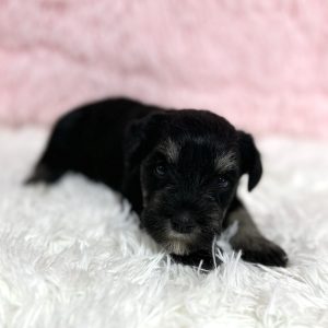 Precious Miniature Schnauzer – Mimi - Image 10