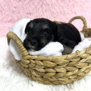 Precious Miniature Schnauzer – Mimi - Image 7