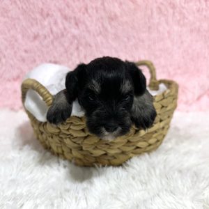 Precious Miniature Schnauzer – Mimi - Image 5