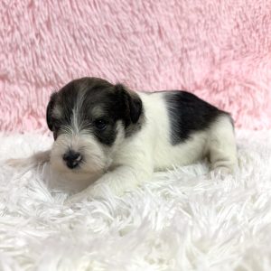 Gorgeous Parti Colored Miniature Schnauzer – Missy - Image 13