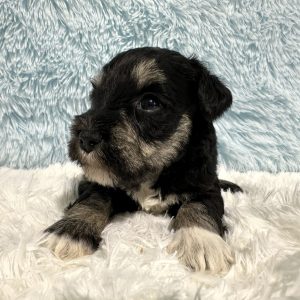 Adorable Miniature Schnauzer – Mojo - Image 17