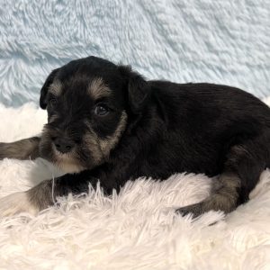 Adorable Miniature Schnauzer – Mojo - Image 15