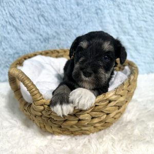 Adorable Miniature Schnauzer – Mojo - Image 14