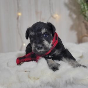 Adorable Mini Schnauzer – Dacre - Image 8