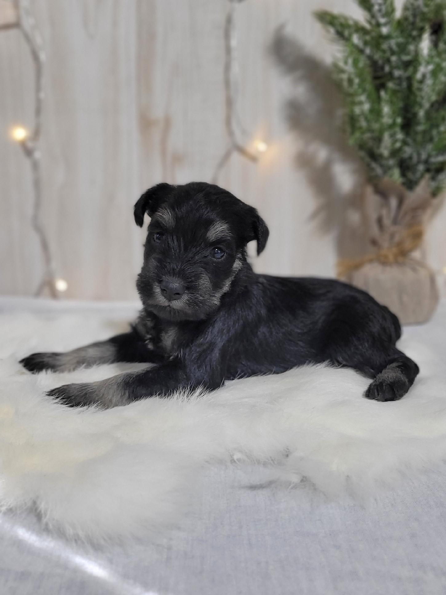 Beautiful Miniature Schnauzer – Drea - Image 9