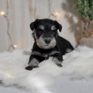 Gorgeous Miniature Schnauzer – Dawn - Image 9