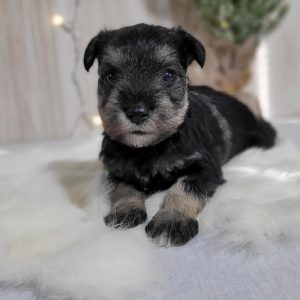 Beautiful Miniature Schnauzer – Eleanor - Image 23